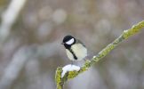 GREAT TIT.jpg