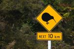 kiwi_crossing_167.jpg